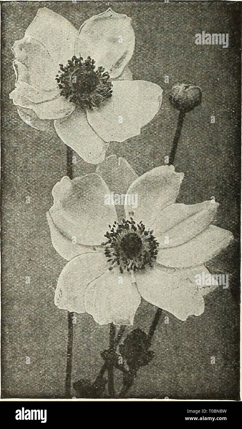 Dreer's garden book 1928 (1928) Dreer's garden book 1928 dreersgardenbook1928henr Year: 1928  Hupehensis. A perfect little gem closely allied to Anemone Japonica which in a miniature form it resembles. The plant grows from 18 to 24 inches high and from early in August until late in autumn, produces an abundance of flowers about 1| inches in diameter, of a pleasing mauve-rose. 30 cts per doz.; $18.00 per 100. Pulsatilla (Pasque Flower). Grows from 9 to 12 inches high and produces violet or purple flowers during April or May. An interesting plant for the rockery or well-drained border. 30 cts. e Stock Photo