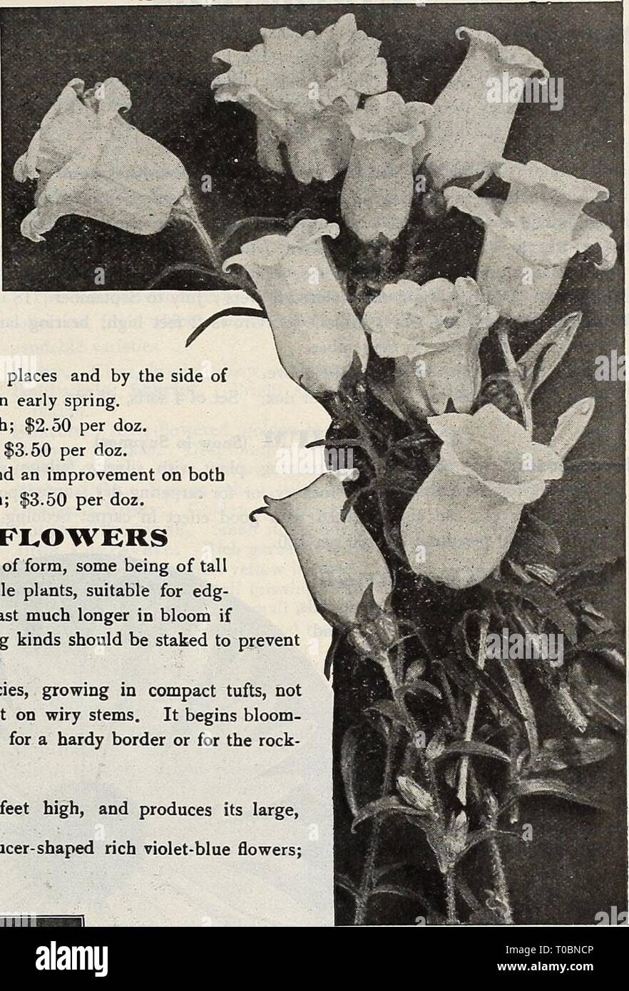 Dreer's garden book 1919 (1919) Dreer's garden book 1919 dreersgardenbook1919henr Year: 1919  BOLTOMIA Campanula Medium (Canterbury Bells) Qrosseki. Produces its dark-blue flowers all summer; 2 feet. Lactiflora Coerulea. Pale blue flowers during July and August; 2i feet. Latifolia Macanthra. Large purplish-blue flowers; May and June; 3 feet. Medium ( Canterbury Bells). We can supply this popu- lar old-fashioned favorite in a choice strain of mixed colors. Punctata. Large nodding bell-shaped flowers, white spotted purplish-rose. Pyramidalis [Chimney Bell-flower). The most conspicu- ous of all C Stock Photo
