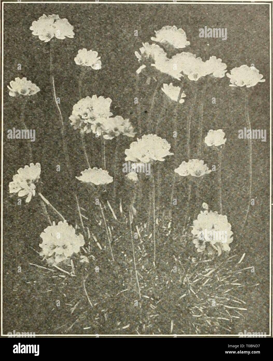 Dreer's garden book 1925 (1925) Dreer's garden book 1925 dreersgardenbook1925henr Year: 1925  /flEinyAJREEH^ HARDY PERENNIAL PIANTS &gt;HIMIIEIJ'IMlk) 171 ArabiS (Rock Cress) Alpina. One of the most desirable of the very early spring-flowering plants that is especially adapted for edging and for the rock garden, but does equally weU in the border, forming a dense carpet, completely covered with pure white flowers. It is nice for cutting, and lasts for a long time in bloom. 25 cts. each; S2.50 per doz.; $15.00 per 100. — Variegata. Same as above but with the foliage prettily variegated with cre Stock Photo