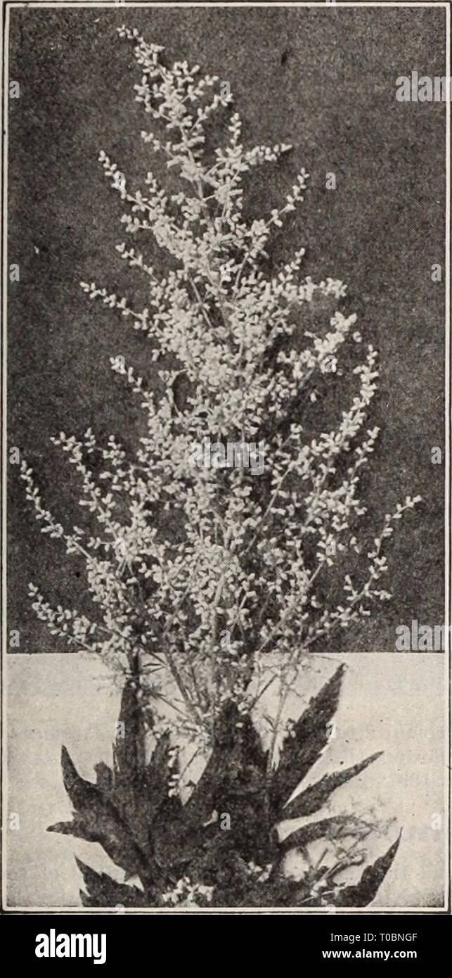 Dreer's garden book  Henry Dreer's garden book / Henry A. Dreer. dreersgardenbook1931dree Year:   !^ HARDY PERENNIAL PIANTS I, ^ PHIMDELPH1AI 175    Artemisia Lactiflora AlldrOSaCe (Rock Jasmine) Sarmentosa (Primuloides). An interesting alpine for the rockery but which requires special care in growing of which it is deserving. Succeeds best in a sandy soil in which crushed pieces of sand stone are embodied, preferably in a northerly aspect of the rockery. Flowers bright rose, with a white eye borne in umbels of from 10 to 20 flowers each on 4 inch stems in May and June. 60 cts. each; $6.00 per Stock Photo