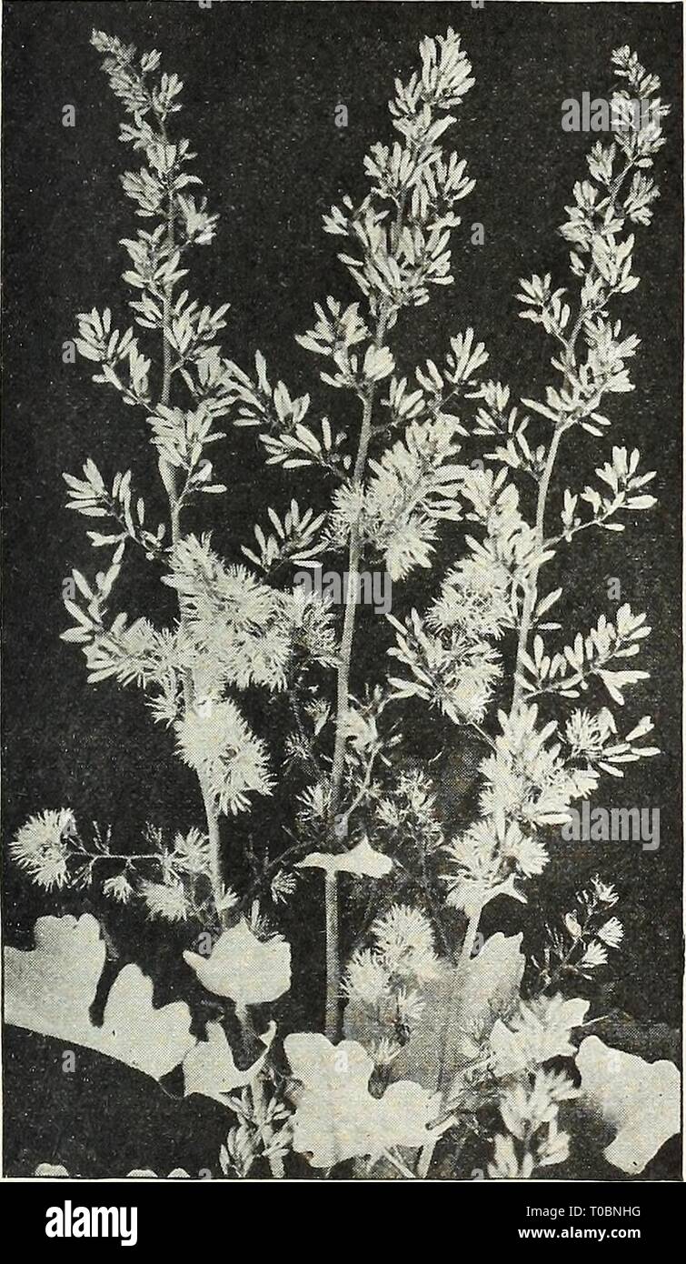 Dreer's garden book 1928 (1928) Dreer's garden book 1928 dreersgardenbook1928henr Year: 1928  Bocconia Cordata feet in height; flowers in terminal panicles, of a creamy-white color during July and August. 25 cts. each; $2.50 per doz.; $18.00 per 100. BoltOIlia (False Chamomile) Among the showiest of our native hardy perennial plants with large, single Aster-like flowers. The plant is in bloom during the summer and autumn months, and with its thousands of flowers open at one time produces a very showy effect. Asteroides. Pure white; very effective; 5 to 7 feet. Latisquama. Pink, slightly tinged Stock Photo