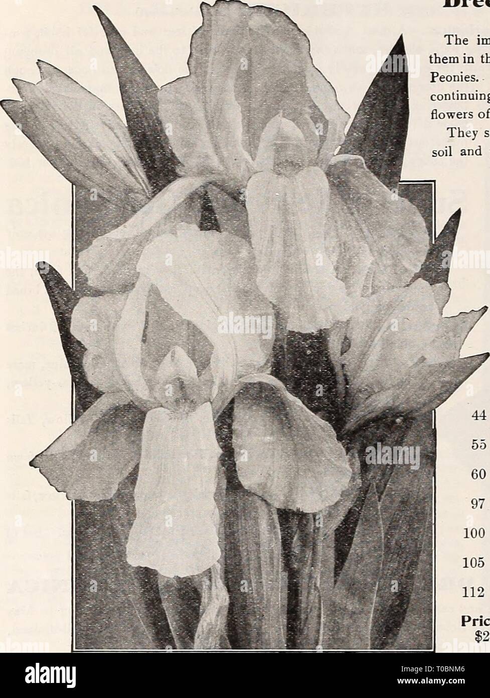 Dreer's garden book 1921 (1921) Dreer's garden book 1921 dreersgardenbook1921henr Year: 1921  174 ;HWADREER -PHIIAKl3PHIA-fi-^HARCfr PEREhhIAL PLANTS- RfH    Dreer's Imperial Japanese Iris (Iris Kaempferi) The improved forms of this beautiful flower have placed them in the same rank popularly as the Hardy Phloxes and Peonies. Coming into flower about the middle of June, and continuing for five or six weeks, they fill in a period when flowers of this attractive type are particularly welcome. They succeed in almost any soil and position, but like ricli soil and plenty of water when they are for Stock Photo