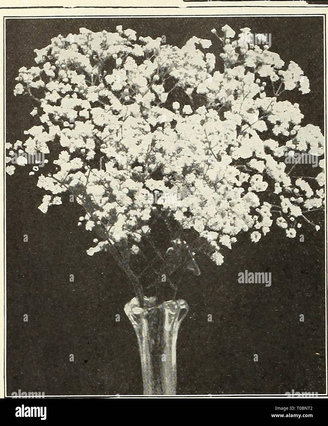 Dreer's garden book 1930 (1930) Dreer's garden book 1930 dreersgardenbook1930henr Year: 1930  180 (flEHTO« HARDy PERENNIAL PIANTS mqiELPfMB,    Gypsopkila Bristol Fairy GypSOphila (Baby's Breath) The Gypsophilas will thrive in any soil in a sunny position, and on account of their gracefully arranged large panicles of minute flowers should be in every garden. Bristol Fairy. An improvement on the well-known double-flowering form Paniculata fl. pi., with larger purer white flowers, and more or less perpetual flowering habit. 2 to 3 feet. Strong roots, 50 cts. each; §5.00 per doz. Paniculata. This Stock Photo