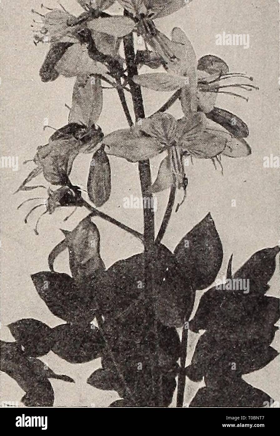 Dreer's garden book 1932 (1932) Dreer's garden book 1932 dreersgardenbook1932henr Year: 1932  DlCTAMNUS Epimedium (Barren-wort, Bishop's Hat) An attractive plant growing 8 to 10 inches high with leathery bronzy foliage and panicles of interesting flowers in April and May. Suitable for a shady spot on the rockery or for the edge of the border. Lilacea. Soft lilac. Niveum. Snow white. Pinnatum Elegans. Yellow. Rubrum. Deep red. 50 cts. each; $5.00 per doz.; $40.00 per 100. Erigeron (Fleabane) Coulteri. Grows about 15 inches high and during July bears attractive single mauve- colored Aster-like f Stock Photo