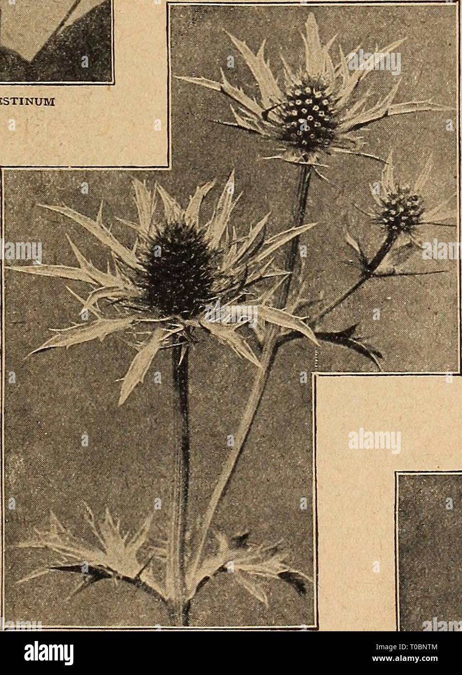 Dreer's garden book 1920 (1920) Dreer's garden book 1920 dreersgardenbook1920henr 0 Year: 1920  EuPATORIUM AGKRATOIDES AND CcELESTINUM ECHINOPS (Globe Thistle) Sphaerocephalus. An interesting thistle-like plant with large globu- lar heads of bluish-white attractive flowers. 3 feet. 25 cts. each; $2.50 per doz. EPIMEDIUM (Barren-wort, Bishop's Hat) Dwarf-growing plants, 8 to 10 inches high, with leathery foliage and panicles of interesting flowers; the foliage of all the varieties offered below .assumes the most beautiful tints of color in autumn. Mushianum Rub rum. Rosy red. Niveum. Dwarf, ear Stock Photo