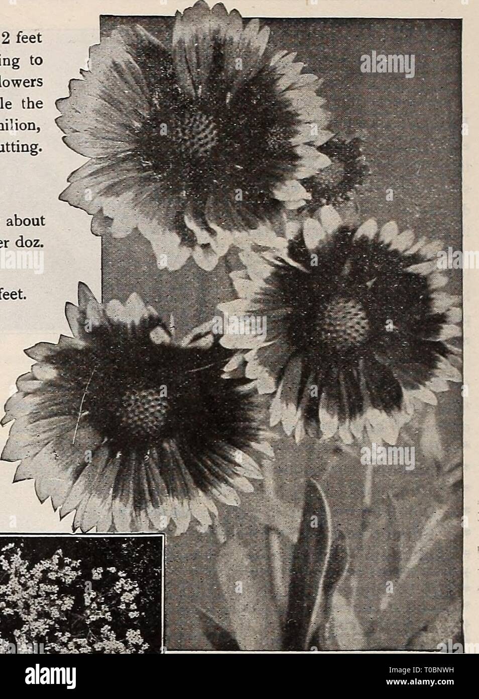Dreer's garden book 1919 (1919) Dreer's garden book 1919 dreersgardenbook1919henr Year: 1919  Geum Gaillardia Grandiflora Gilleuia (Bowman's Root) Trifoliata. A strong-growing perennial; admirable for the border or for use in connection with shrubs, with handsome trifoliate foliage and numerous white flowers, tinged with pink; July; 3 feet 25 cts. each; $2.50 per doz. GI.ECIIOI»IA^ OR NEPETA Variegata (Variegated Groundsel, or Ground Ivy.) A most useful variegated creeper for growing over banks and stones in the rockery. 20 cts. each; $2.00 per doz.; $12.00 per 100. GYPSOPIIIL,A (Baby's Breath Stock Photo