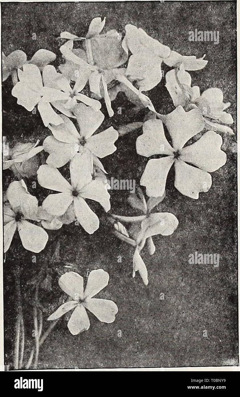 Dreer's garden book 1921 (1921) Dreer's garden book 1921 dreersgardenbook1921henr Year: 1921  Pkntstemon ' Sensation' Phlox Divaracata Canadensis New Pentstemon Barbatus 'Coral Gem' A decided improvement on Barbatus Torreyi, the plant is of more compact habit, not exceeding 2j feet in height, with the flowers arranged in much denser and showier spikes. These are produced freely from June to August, and are of a most pleasing shade of coral-pink, an ac- quisition in which we take pleasure in recommending. Strong plants, 50 cts. each; $5.00 per doz. Pentstemon (Beard Ton(.ue) Most useful showy p Stock Photo