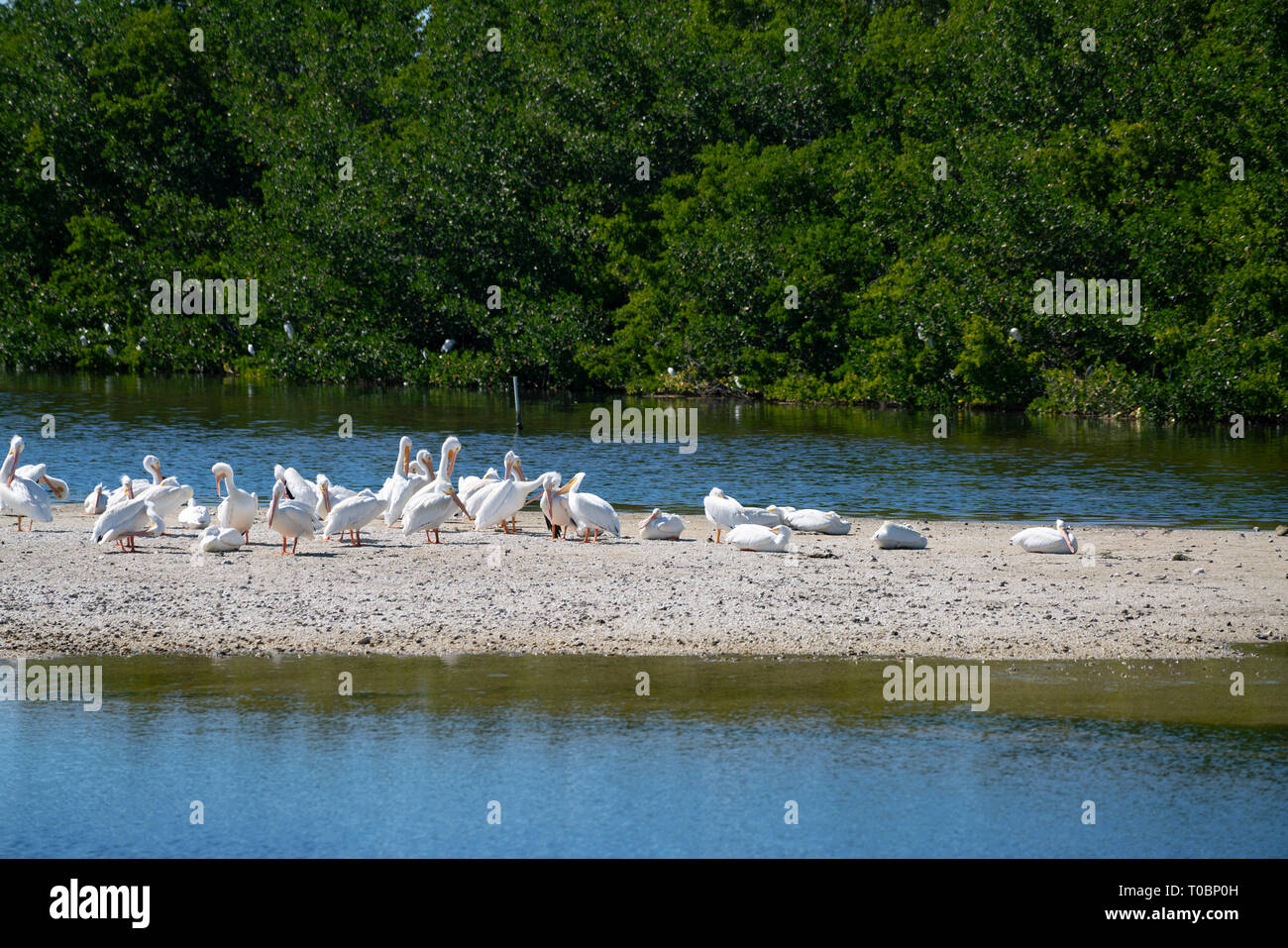 Flock of white pelicanz Stock Photo