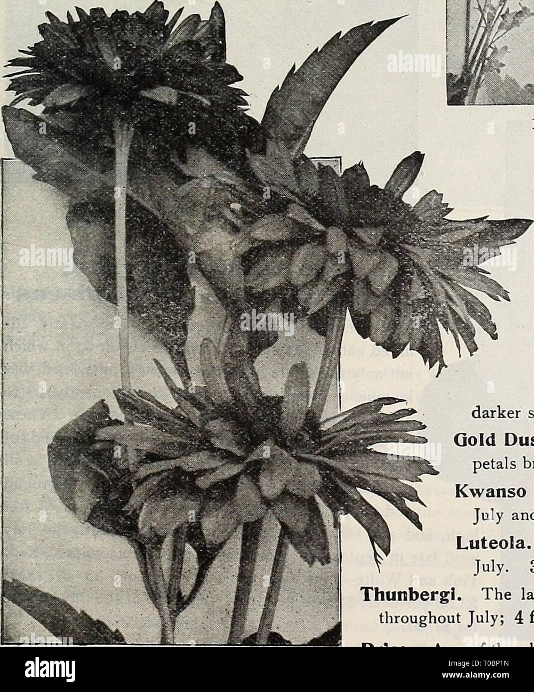 Dreer's garden book 1919 (1919) Dreer's garden book 1919 dreersgardenbook1919henr Year: 1919  lENRTADRKRWIlADELPIIIAfA' HARDY PERENNIAL Mm 183 II£L,IOPSIS (Orange Sunflower) Similar in general habit to Helianthus, but commencing to flower earlier in the season ; July and August; of dwarfer habit, rarely exceeding 3 feet in height; very valuable for cutting. Pitcheriana. A desirable variety. The flowers are of a beautiful deep golden- yellow, about two inches in diameter, of very thick texture and a useful cut flower. Pitcheriana Semi^plena. A semi-double form of the above. Scabra Excelsa. A ne Stock Photo