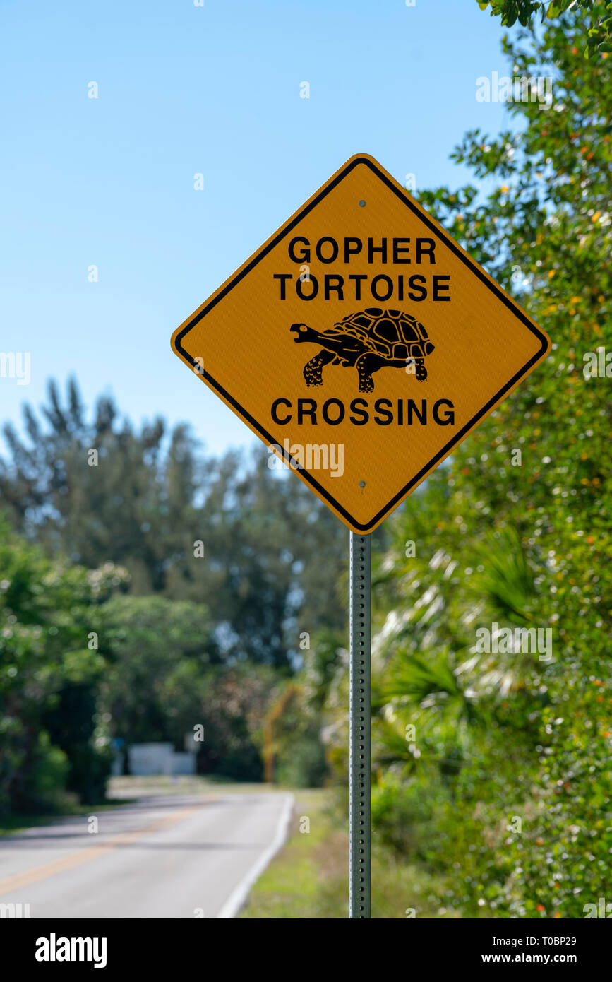 Yellow warning sign to watch out for gopher tortoise on the road Stock Photo