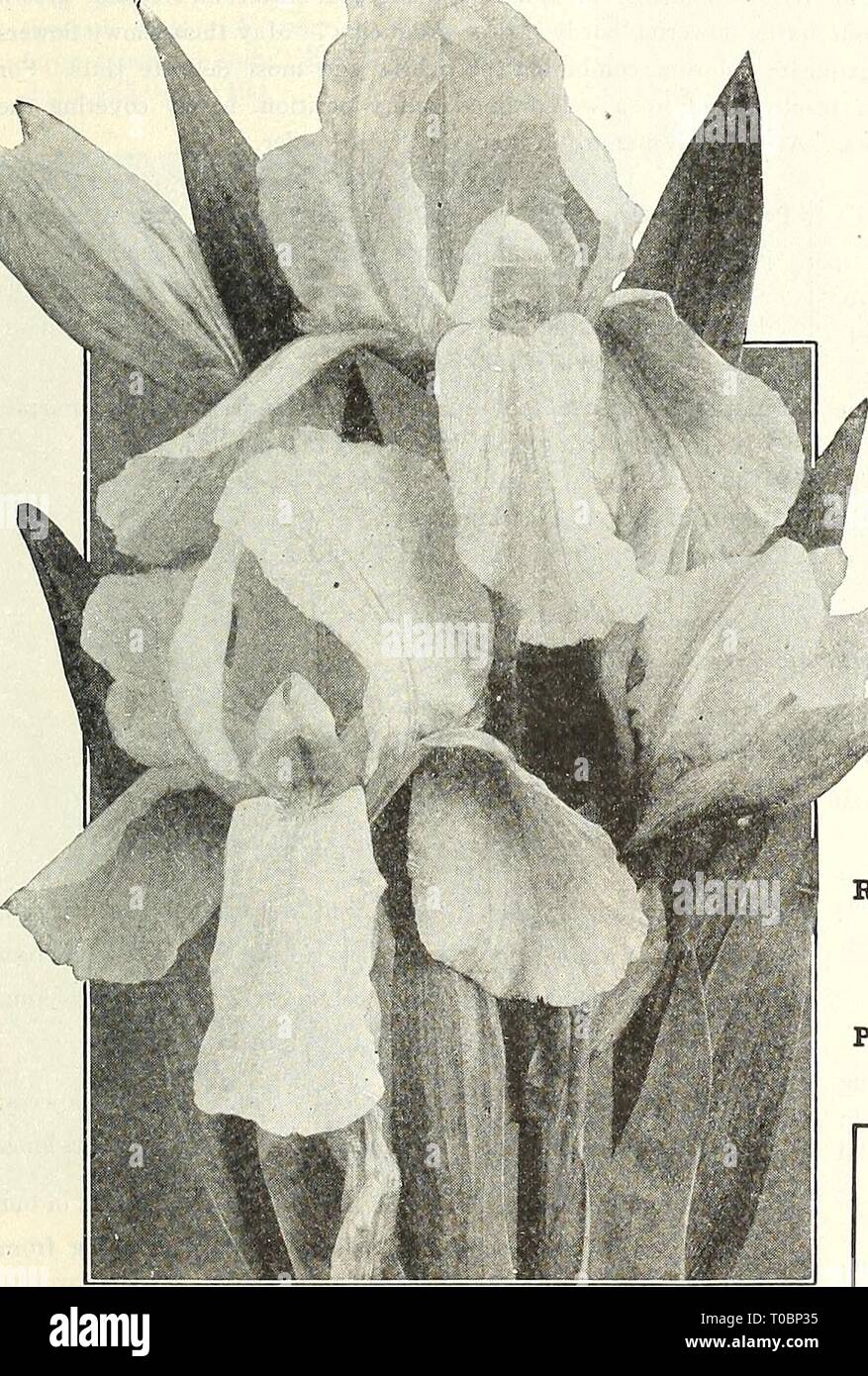 Dreer's garden book 1923 (1923) Dreer's garden book 1923 dreersgardenbook1923henr Year: 1923  (flEHByAJKEElt^ HARDY PERENNIAL PIANTS mamn 183 JAPANESE IRIS (IHs Kaempferi) The improved forms of this beautiful flower have placed them in the same rank popu- larly as the Hardy Phloxes and Peonies. Coming into flower about the middle of June, and continuing for five or six weeks, they fill in a period when flowers of this attractive type are particularly welcome. They succeed in almost any soil and position, but like rich soil and plenty of water when they are forming their buds and developing the Stock Photo