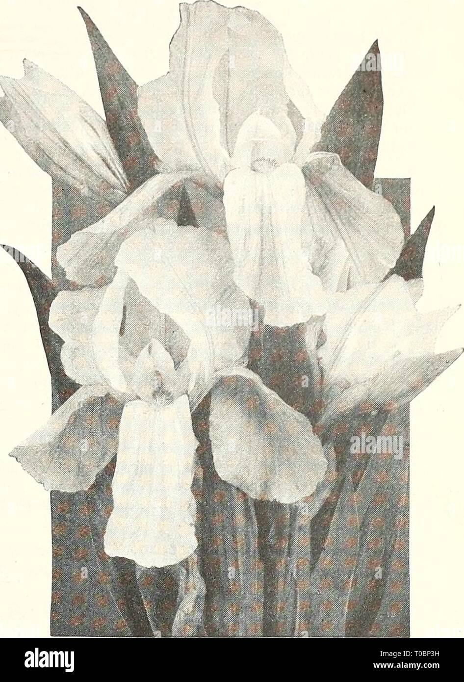 Dreer's garden book 1929 (1929) Dreer's garden book 1929 dreersgardenbook1929henr Year: 1929  (flEHRyAJREEPt,^ HARDy PERENNIAL PIANTS &gt;HILBmiffiIk 185 Japanese Iris (ins Kaempferi) The improved forms of this beautiful flower have placed them in the same rank popularly as the Hardy Phloxes and Peonies. Coming into flower about the middle of June, and continuing for 3 to 4 weeks they fill in a period when flowers of this attractive type are particularly welcome. They succeed in almost any soil and position, but like rich soil and plenty of water when they are forming their buds and developin Stock Photo