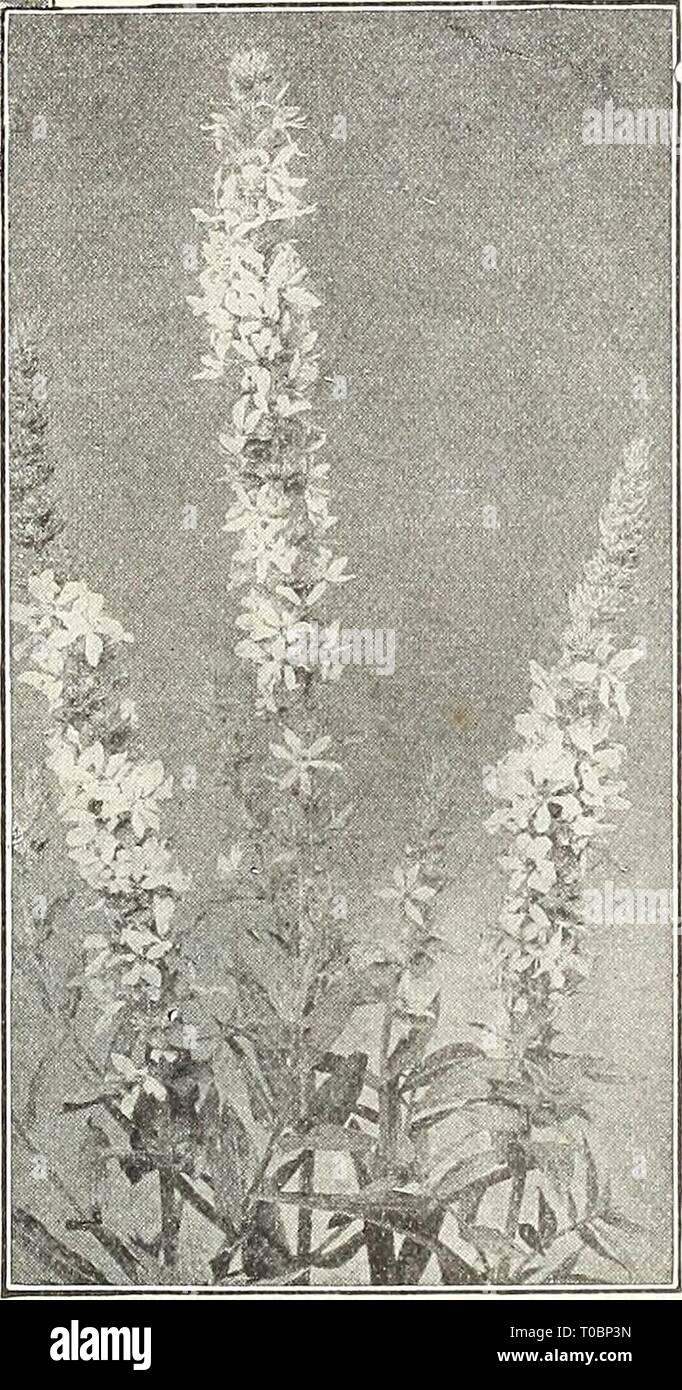 Dreer's garden book 1930 (1930) Dreer's garden book 1930 dreersgardenbook1930henr Year: 1930  Lysimachia Clethroides Lysimachia Clethroides {Goose-neck, Loose-strife)' A fine hardy variety about 2 feet high&gt; long, dense, recurved spikes of pure white flowers from July to September. 35 cts. each; $3.50 per doz. Fortunei. A neat looking plant grow- ing 18 inches high with dense upright spikes of white flowers in August. The foliage turns to an attractive brilliant bronzy red in early autumn. 35 cts. each; $3.50 per doz. Nummularia (Creeping Jenny, or Money- wort). Valuable for planting under  Stock Photo
