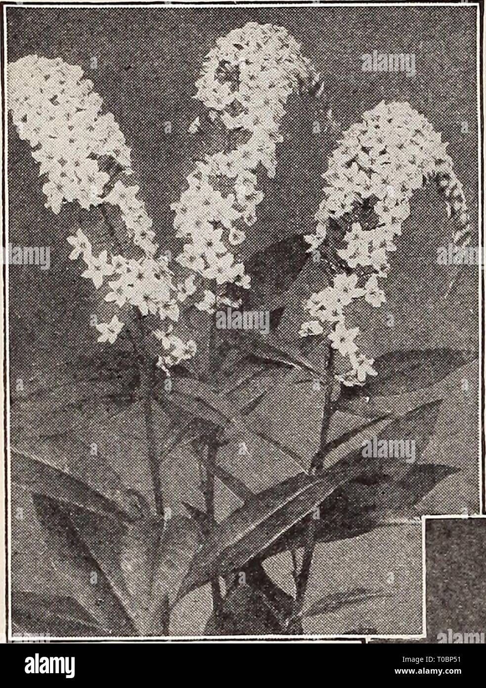 Dreer's garden book 1932 (1932) Dreer's garden book 1932 dreersgardenbook1932henr Year: 1932  k HARDY PERENNIAL PIANTS I,    Lysimachia Clethroides Incarvillea (Hardy Gloxinia) Delavayi. An interesting and showy plant for the hardy border, producing large glox- inia-like, rose-colored flowers on 15 to 18 inch high stems during June and July. Suc- ceeds either in sun or shade, but should be well protected with leaves or litter during the winter. 50 cts. each. Lavandula (Lavender) Vera. This is the true Sweet Lavender; grows about 18 inches high; delightfully fra- grant blue flowers in July and  Stock Photo