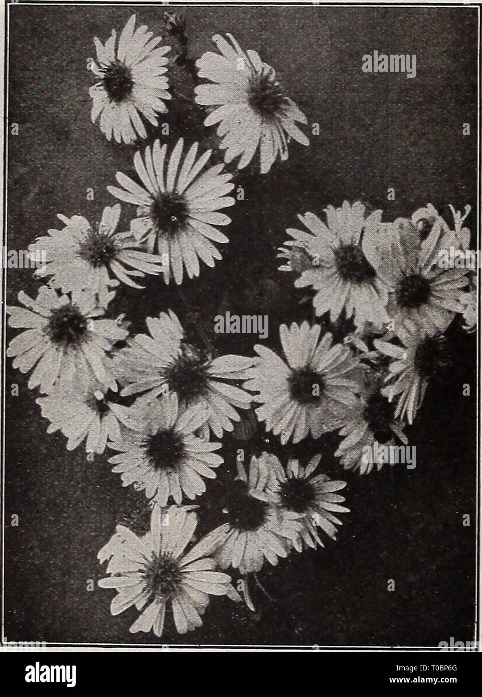 Dreer's garden book 1918 (1918) Dreer's garden book 1918 dreersgardenbook1918henr Year: 1918  182          qggjj   -J-U-U    New Hardy Aster Novi-BELgn Climax Dwarf Alpine Hardy Asters Summer-flowering Hardy Asters Are offered on page 181 PLANS OF HARDY BORDERS These are shown together with list of suitable plants in our Special Catalogue of Hardy Plants. Copies free on request. a#     K-- ' 'â¢''â tfr - ^M H-  BP^^^d -     i 0 I*-**- # ^*Â» Hardy Asters, or Michaelmas Daisies FALL-FLOWERING HARDY ASTERS (Michaelmas Daisies, or Starworts) These are among the showiest of our late-flowering hard Stock Photo