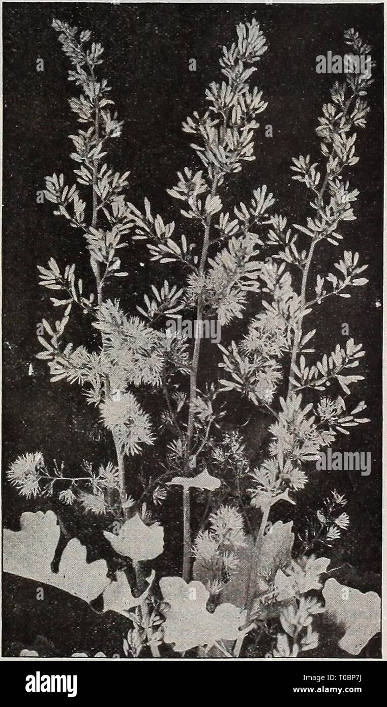 Dreer's garden book 1918 (1918) Dreer's garden book 1918 dreersgardenbook1918henr Year: 1918  Astilbe Arendsi    Bocconia Cordata Be sure and include Canterbury Bells in your garden this year. See page 185 Stock Photo