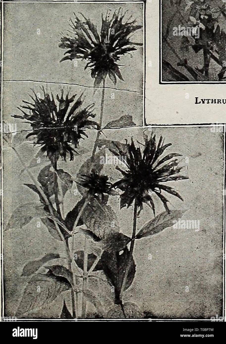 Dreer's garden book 1919 (1919) Dreer's garden book 1919 dreersgardenbook1919henr Year: 1919  !HEHRTADRRRJ^HIlADELPHIAfA-^HARDY PEREhhlAL Mm 189 L,YSIMACHIA Ciliata (Fringed Loose-strife). Yellow flowers in July. 2 feet. Clethroides {Loose-strife). A fine hardy variety about 2 feet high, with long, dense, recurved spikes of pure white flowers from July to September. Fortunei. A neat variety, growing about 18 inches high, with dense, upright spikes of white flowers in August. Nummularia {Creeping Jenny, or Money-wort), Valuable for planting under trees or shrubs where grass will not grow, where Stock Photo