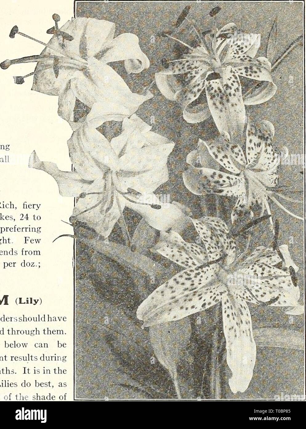 Dreer's garden book 1924 (1924) Dreer's garden book 1924 dreersgardenbook1924henr Year: 1924  Ll.TRlS All herbaceous borders should havi a few Lilies scattered through them. The sorts offered below can bi planted with excellent results durinr the early spring months. It is in tin hardy border that Lilies do best, a- they get the benefit of the shade of the surrounding plants, which is so Lilium Speciosum Album anu Kli,kl.i necessary for their welfare; other varieties should be planted in the autumn, and are offered in our autumn catalogue. Auratum (Golden-banded Japan Lily). Undoubtedly one  Stock Photo
