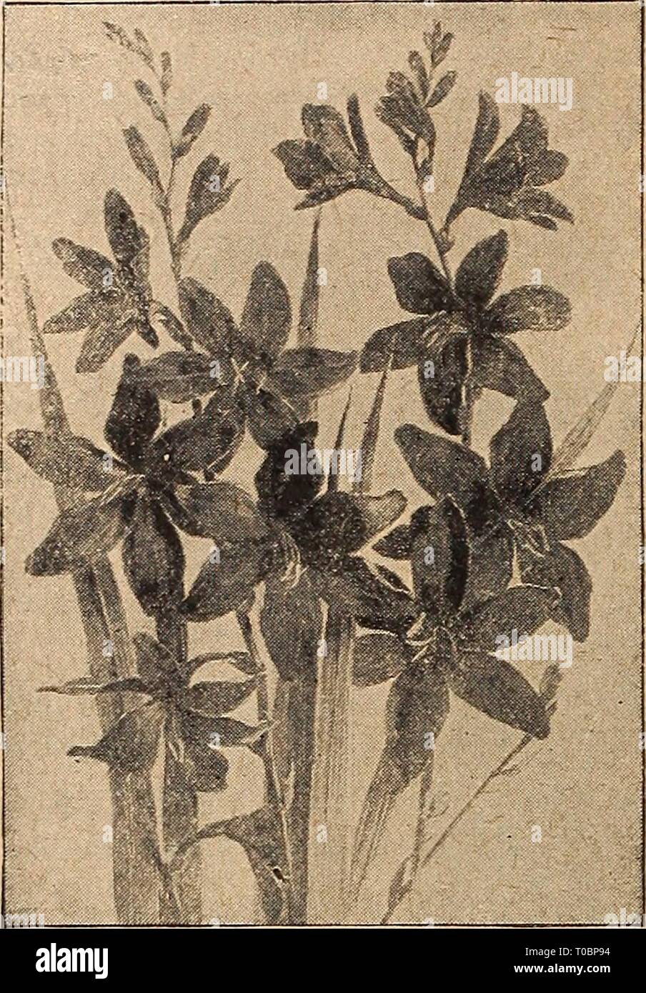 Dreer's garden book 1920 (1920) Dreer's garden book 1920 dreersgardenbook1920henr 0 Year: 1920  186 DRHR-fflllADaPniA-M-BBf HARDY PERENNIAL PLANT!    MONTBRETIAS MARSHALLIA Trinervis. A useful plant for a shady, damp spot, of neat habit, about 15 inches high, bearing freely from June to August heads of white flowers, tinted flesh. 25 cts. each; $2.50 per doz. MERTENSIA (BiueBeiu) Virginlca. An early spring-flowering plant, growing about 1 to lj feet high, with droop- ing panicles of handsome light blue flowers, fading to clear pink; one of the most, inter- esting of our native spring flowers;  Stock Photo