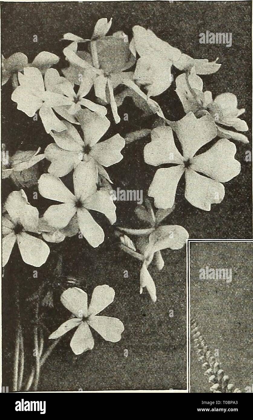 Dreer's garden book 1931 (1931) Dreer's garden book 1931 dreersgardenbook1931henr Year: 1931  192 PHYSOSTEGIA    Phlox Divaracata Canadensis Phlox Subulata (Moss, or Mountain Pink) An early spring-flowering type, with pretty moss-like evergreen foliage, which, during the flower- ing season, is hidden under the masses of bloom. An excellent plant for the rockery, or the border, and invaluable for carpet- ing the ground or covering graves. 4 to 6 inches. Alba. Pure white. Lilacina. Light lilac. Rosea. Bright rose. Vivid. Bright pink, red eye. Fairy- Pale blue, compact foliage, a beautiful rock p Stock Photo