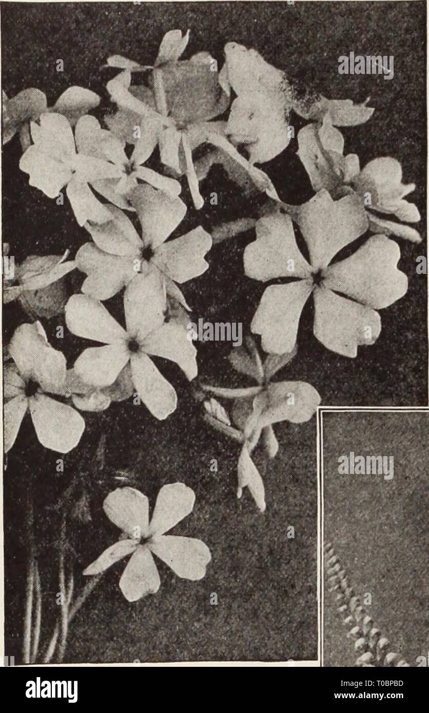 Dreer's garden book  Henry Dreer's garden book / Henry A. Dreer. dreersgardenbook1931dree Year:   i HARDY PERENNIAL PIANTS/ /PHMDELPHUR    Phlox Divaracata Canadensis Phlox Subulata (Moss, or Mountain Pink) An early spring-flowering type, with pretty moss-like evergreen foliage, which, during the flower- ing season, is hidden under the masses of bloom. An excellent plant for the rockery, or the border, and invaluable for carpet- i ng the ground or covering graves. 4 to 6 inches. Alba. Pure white. Lilacina. Light lilac. Rosea. Bright rose. Vivid. Bright pink, red eye. Fairy. Pale blue, compact  Stock Photo
