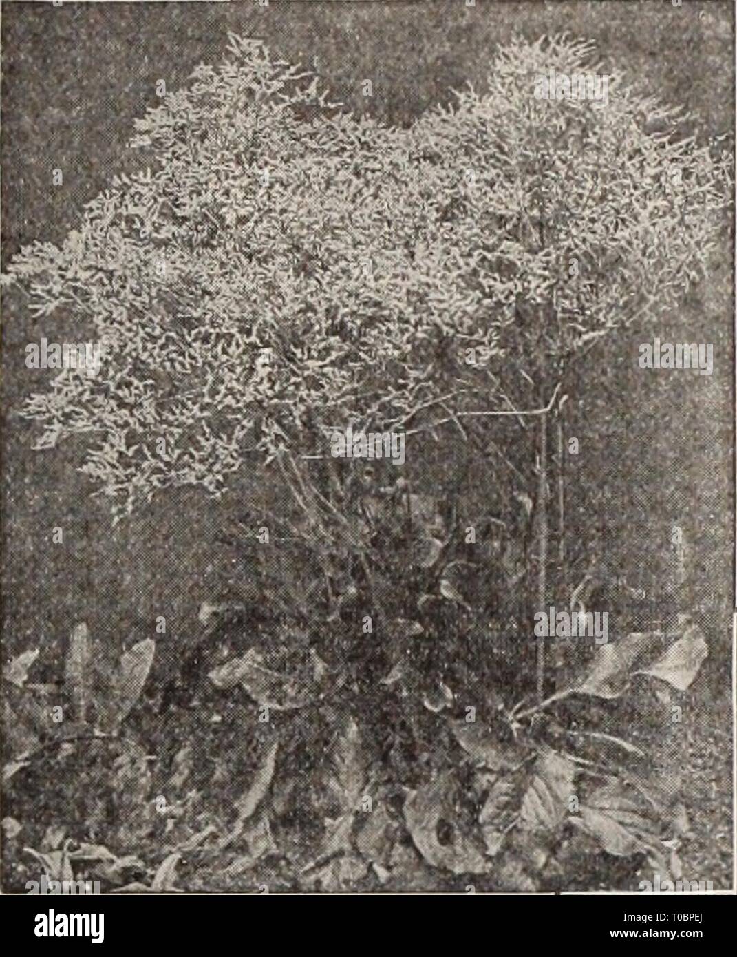 Dreer's garden book  Henry Dreer's garden book / Henry A. Dreer. dreersgardenbook1931dree Year:   Sedum Spectabile Sedum or Stone-Crop, Dwarf Sorts Silene (Catchfiy) Alpestris. A good rock plant, grows 4 inches high with white flowers in July and August. Maritima. Compact masses of glaucous blue foliage, covered with pinkish-white flowers from June to August. Very desirable for hot, dry spots in the rockery, or for rock walls; 2 to 3 inches. Schafta (Autumn Catchfly). A charming border or rock plant from 4 to 6 inches high, with bright pink flowers from July to October. 25 cts. each; $2.50 per Stock Photo