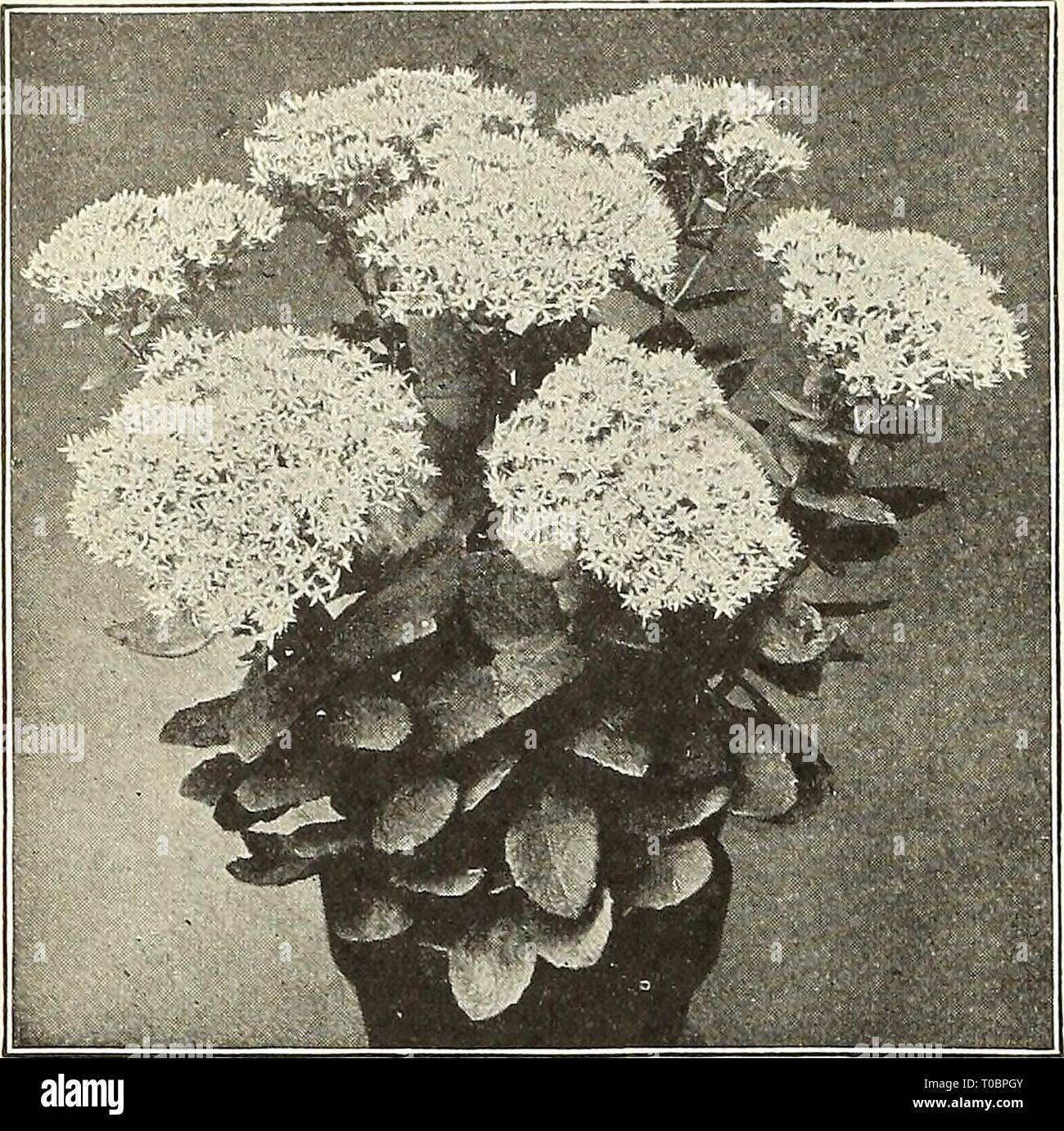 Dreer's garden book 1923 (1923) Dreer's garden book 1923 dreersgardenbook1923henr Year: 1923  194 (flEMyAJREER.^ HARDY PERENNIAL PIANTS &gt;HlLmElJ'Hft    Sedum Spectabile SEDUM (Stone-crop) DWARF VARIETIES Suitable for the rockery, carpet-bedding, covering of graves, etc. Acre {Golden Moss). Much used for covering graves; foliage green; flowers bright yellow. Album. Green foliage, white flowers. Ewersii. Broad glaucous foliage and purplish-pink flowers in summer; 6 inches. Sexangulare. Very dark green foliage; yellow flowers. Stahli. Compact species with crimson-tinted foliage in autumn. Stol Stock Photo