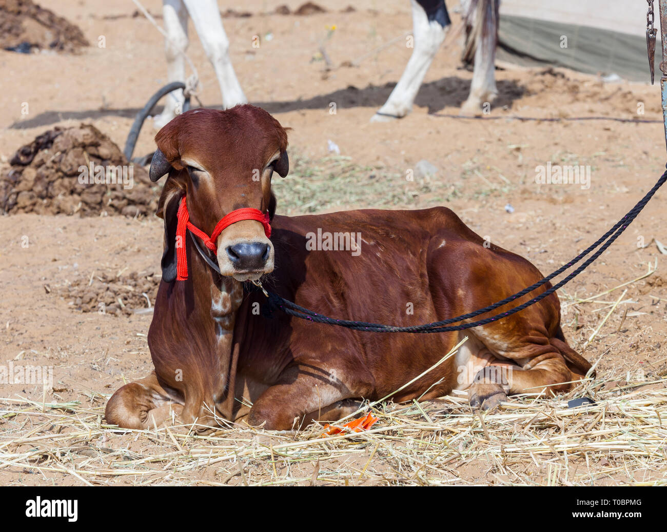 Indian sacred animal cow Stock Photo