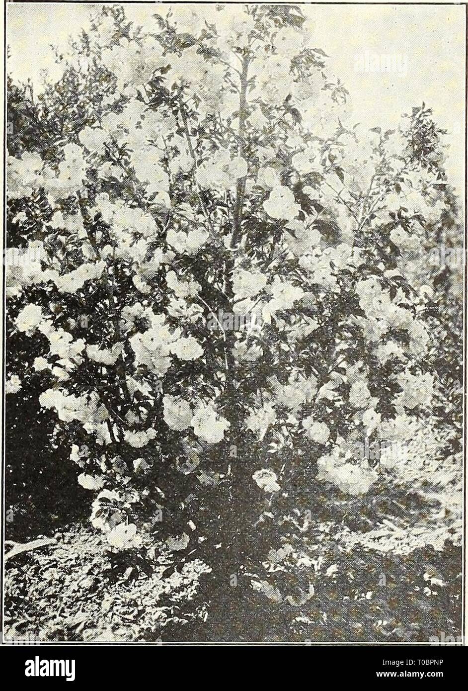 Dreer's garden book 1930 (1930) Dreer's garden book 1930 dreersgardenbook1930henr Year: 1930  New Red-leaved Japanese Barberry Abelia Chinensis Grandiflora A choice small Shrub of graceful habit, producing through the entire summer and fall white tinted lilac heather-like flowers in such abundance as to completely cover the plant. Plants from 4-inch pots, SO cts. each Calluna (Scotch Heather) Small evergreen Shrubs growing one to two feet high, with small bell-shaped flowers in great profusion from July to September. Vulgaris. Rosy pink. — Alba. Pure white. — — Aurea. A pretty gold leaved form Stock Photo