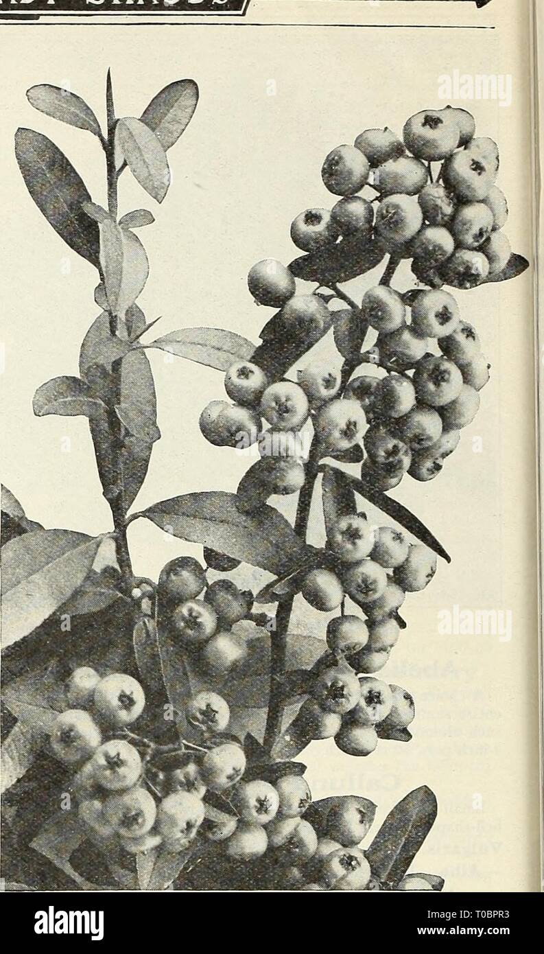 Dreer's garden book 1930 (1930) Dreer's garden book 1930 dreersgardenbook1930henr Year: 1930  200 /flElMMTOi CHOICE HARDY SHRUBS HIMIELPHIAI    Daphne CneOrum (Garland Flower) A pretty dwarf spreading Shrub from 6 to 8 inches high, valuable for the rockery or for the front of the border, producing beautiful bright pink, sweet-scented flowers early in May. Strong four-year- old plants, $1.50 each; $15.00 per doz. Golden Leaved Privet The best golden leaved Shrub in cultivation, valuable either as an individual specimen or for massing in connection with other Shrubs, its bright golden variegated Stock Photo