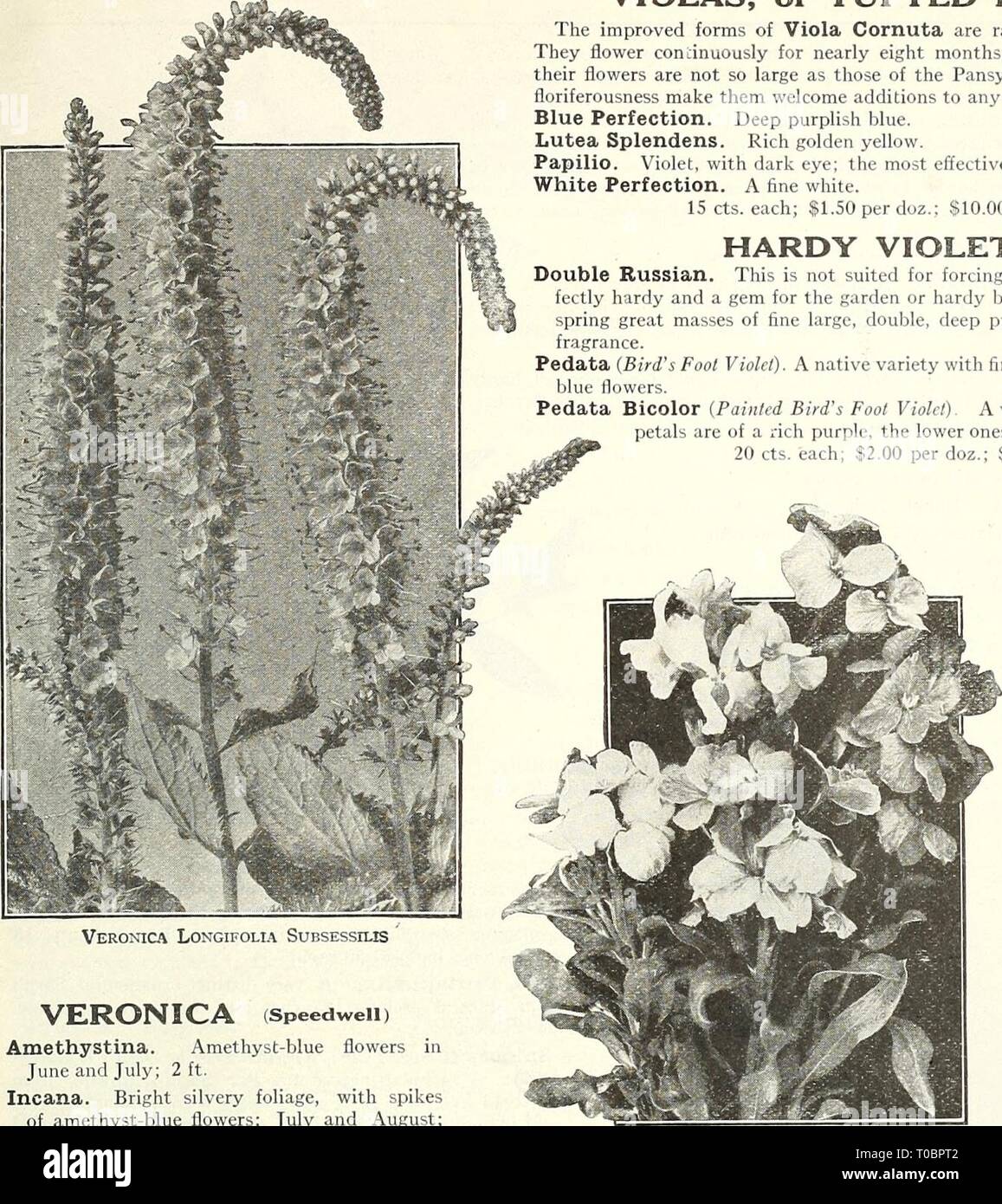 Dreer's garden book 1924 (1924) Dreer's garden book 1924 dreersgardenbook1924henr Year: 1924  /flEHiyAJREEfcffEt,^!iJa|.)aiilfei^^j&gt;^ 197    Veronica Longifolia Subsessilis VERONICA (Speedwell) Amethystina. Amethyst-blue flowers in June and July; 2 ft. Incana. Bright silvery foliage, with spikes of amethyst-blue flowers; July and August; 1 foot. Longifolia SubseSSiliS (Japanese speedwell). The showiest and best of the Speedwells; forms a bushy plant 2 to 3 feet high, with long dense spikes of deep blue flowers from the middle of July to early in September. (See cut.) Maritima. Long spikes o Stock Photo