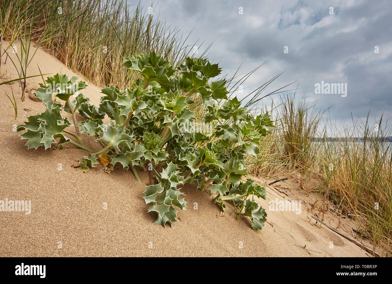 Sea Holly, Eryngium maritimum, in flower in sand dunes at Crow Point, in the mouth of the Taw and Torridge Rivers, north Devon, Great Britain. Stock Photo