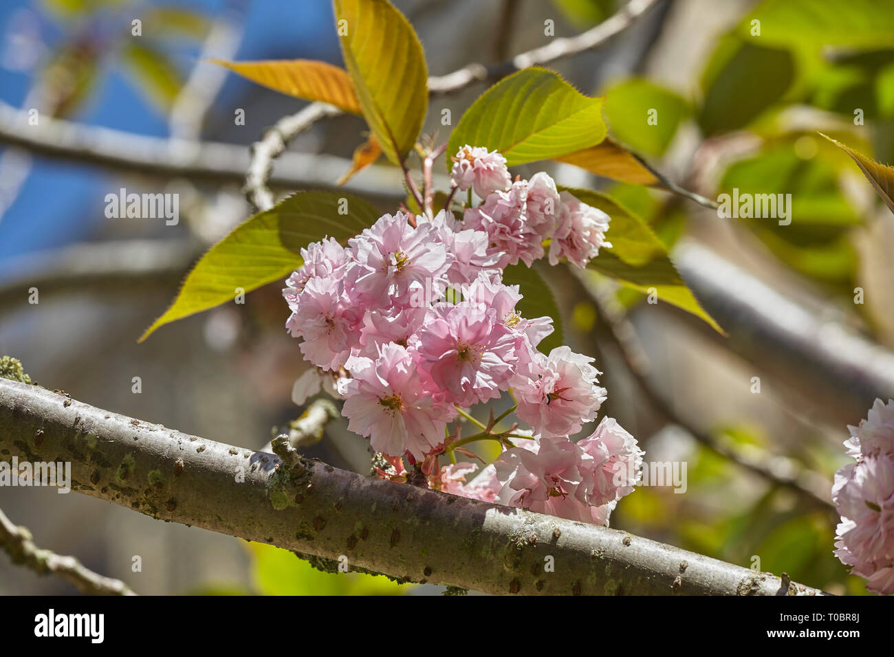 Cherry blossoms in full bloom, in spring. Stock Photo