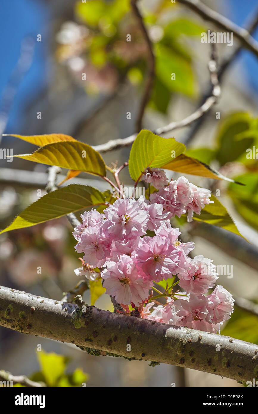 Cherry blossoms in full bloom, in spring. Stock Photo