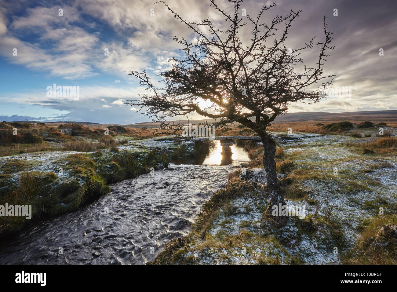 A wind-gnarled hawthorn tree stands alone beside the River Teign, on Gidleigh Common, Dartmoor National Park, Devon, Great Britain. Stock Photo