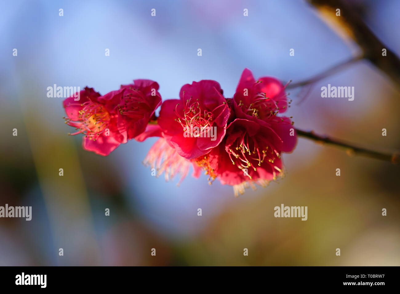 Pink flower blooms of the Japanese ume apricot tree, prunus mume, in