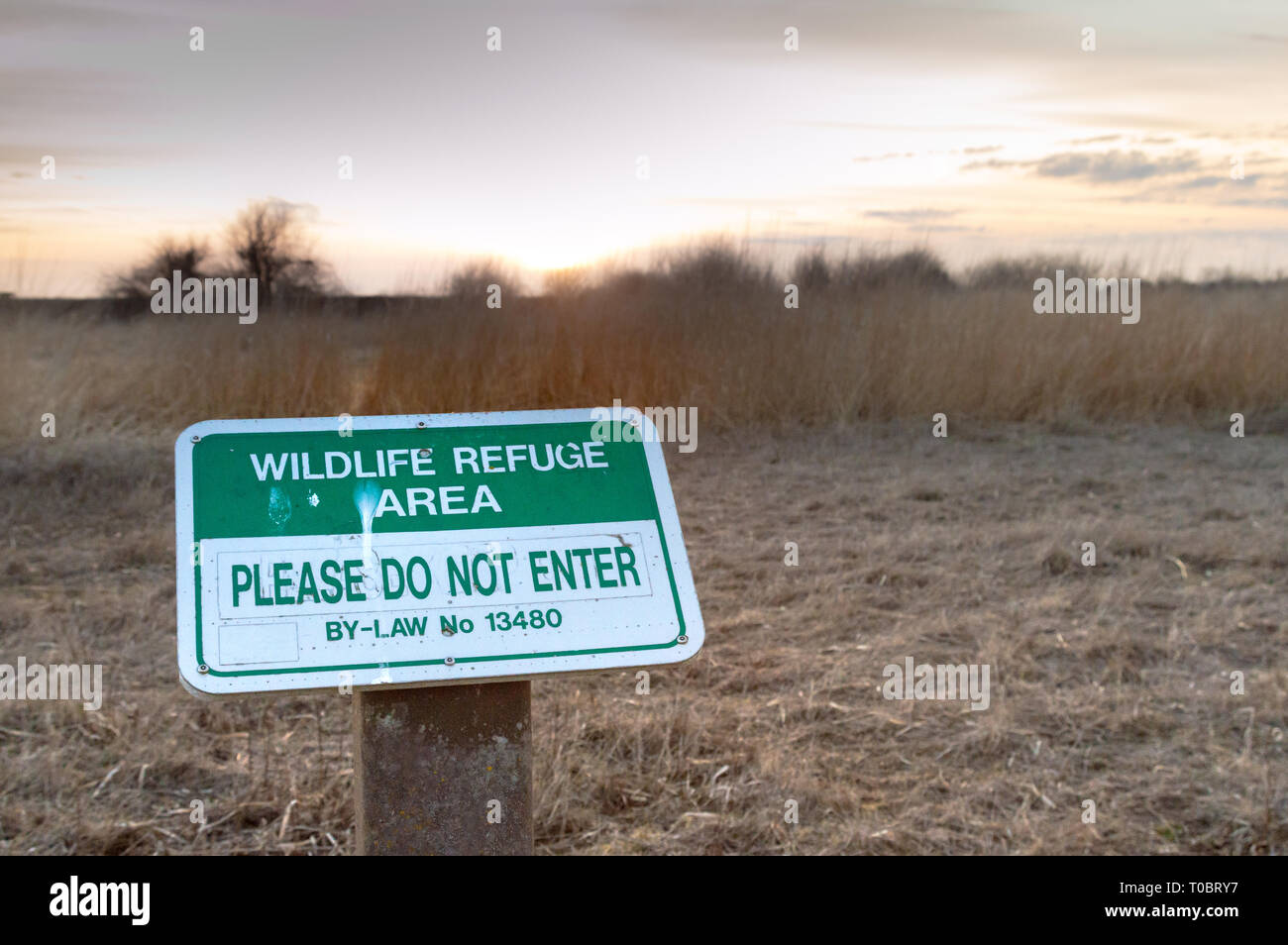 Green and white no entry By-law sign with some dirt and bird excretia, at sunset, indicating protected wildlife refuge area, Mud Bay Park. Stock Photo