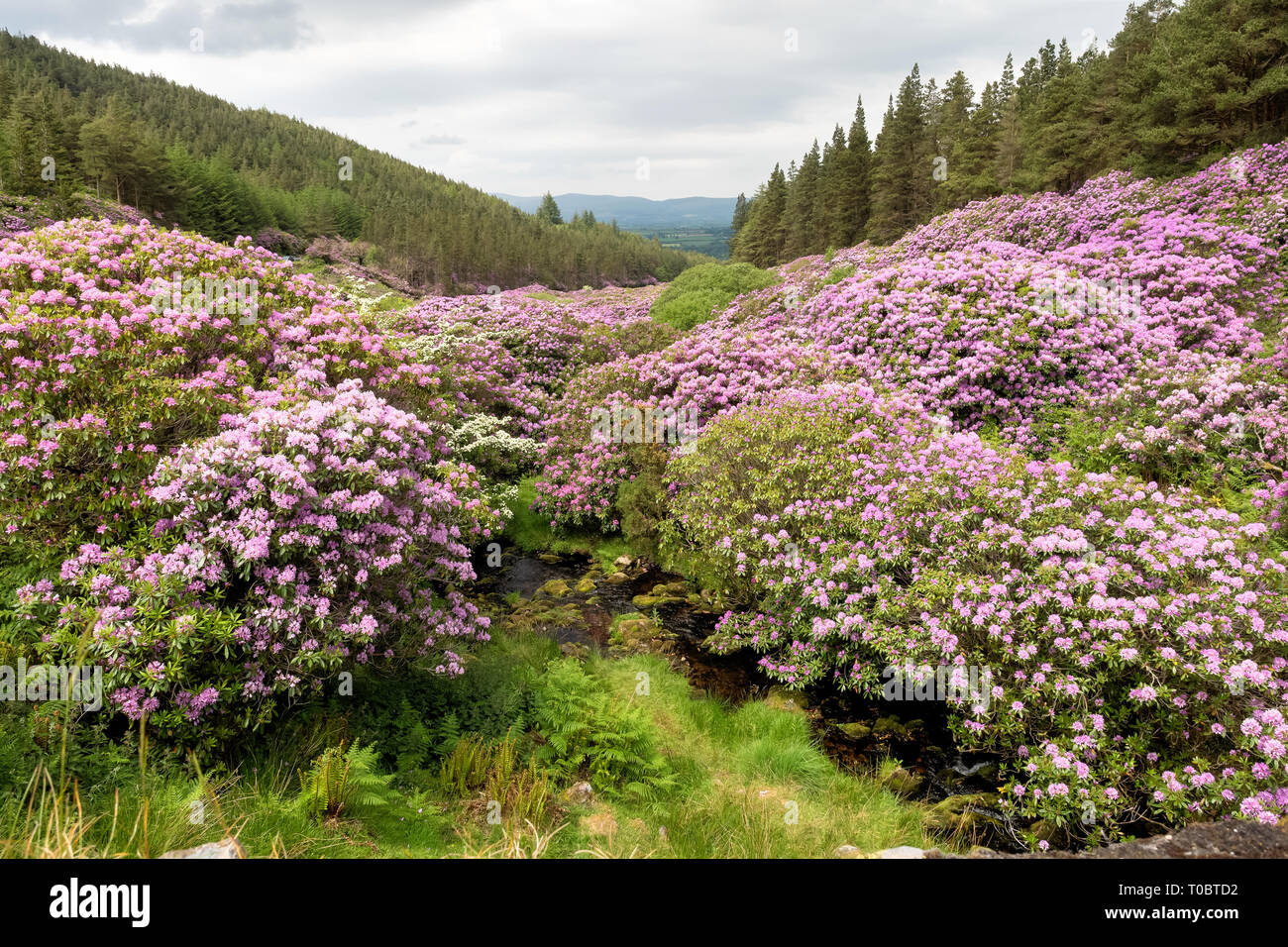 Rhododendron growing in the Vee valley in Ireland. Stock Photo