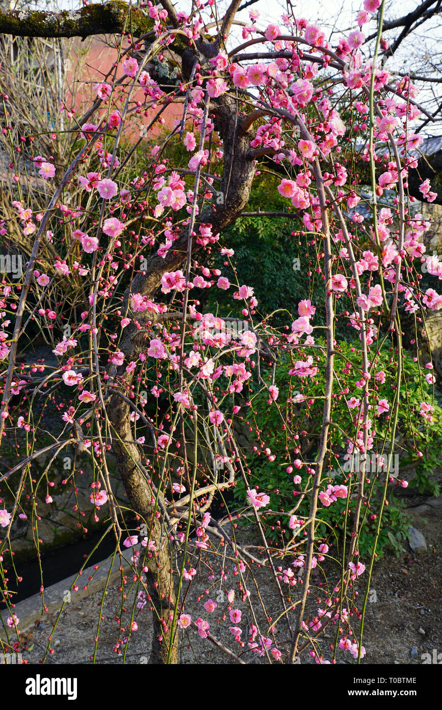 Pink flower blooms of the Japanese ume apricot tree, prunus mume, in