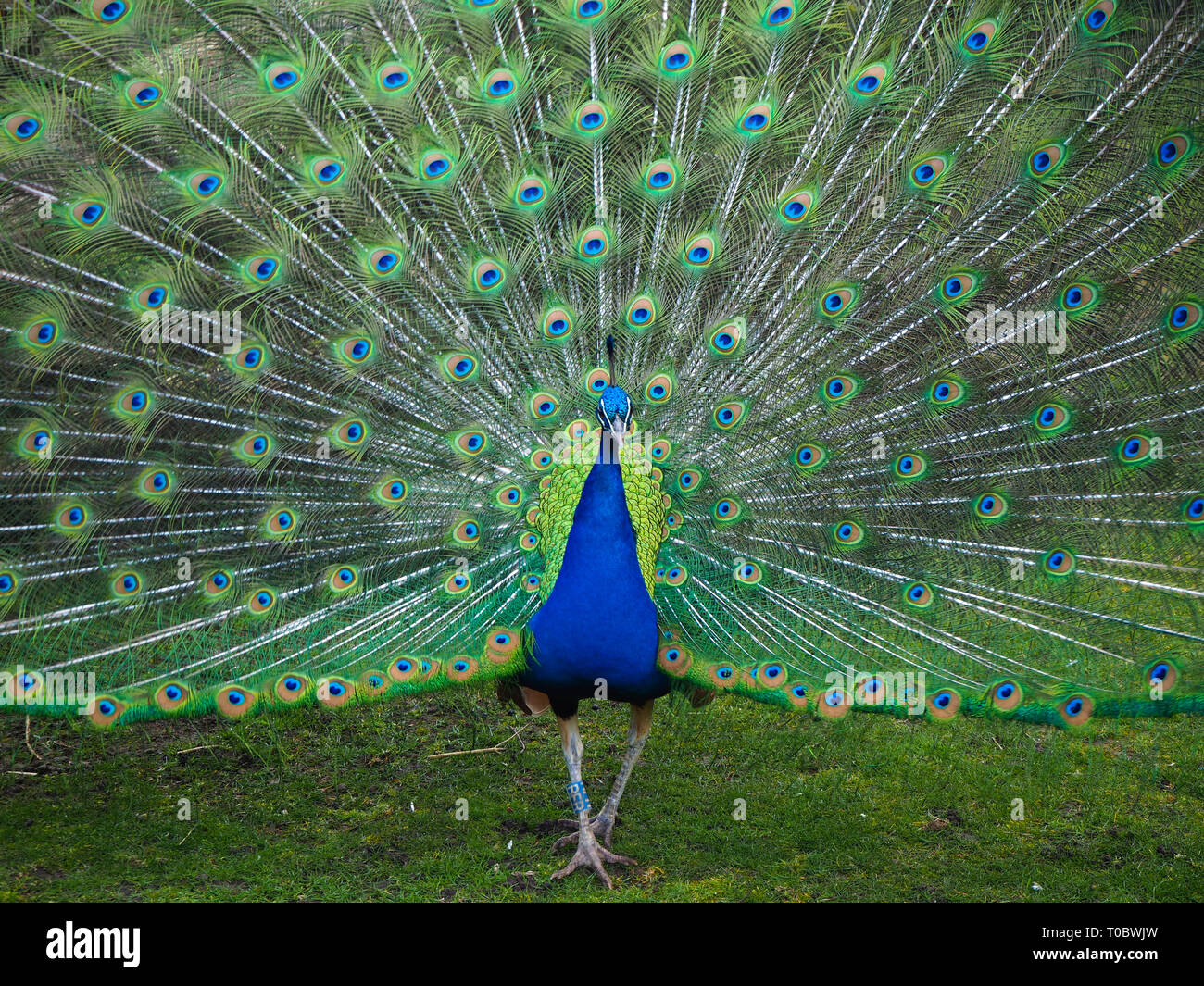 Male peacock displaying its tail feathers in spring Stock Photo