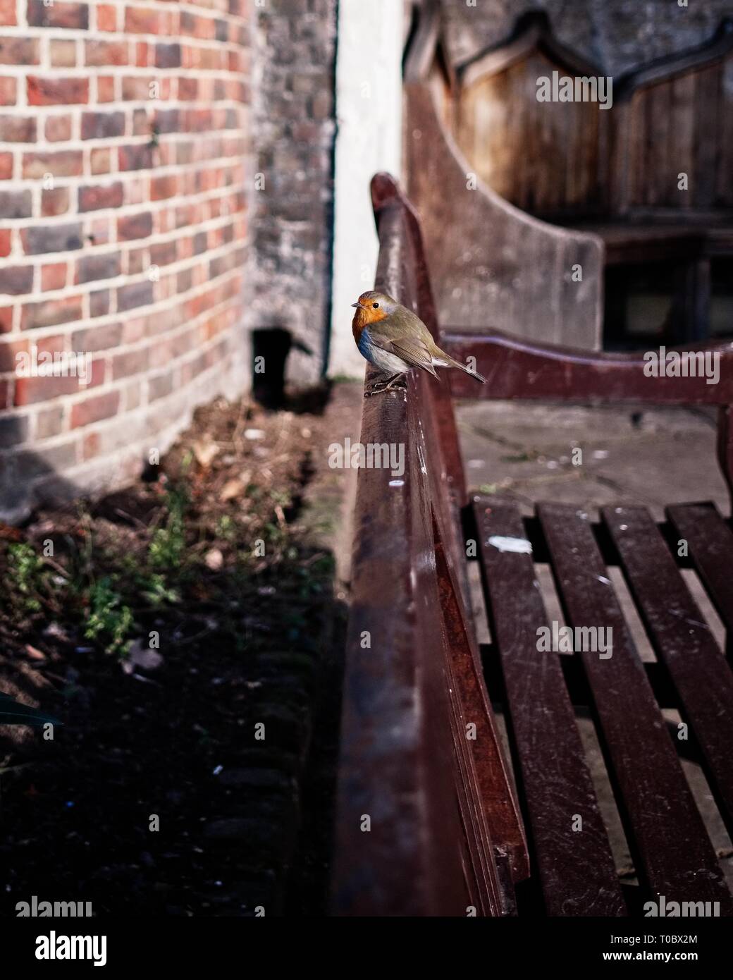 Tiny bird on a bench in London's Holland Park. Stock Photo