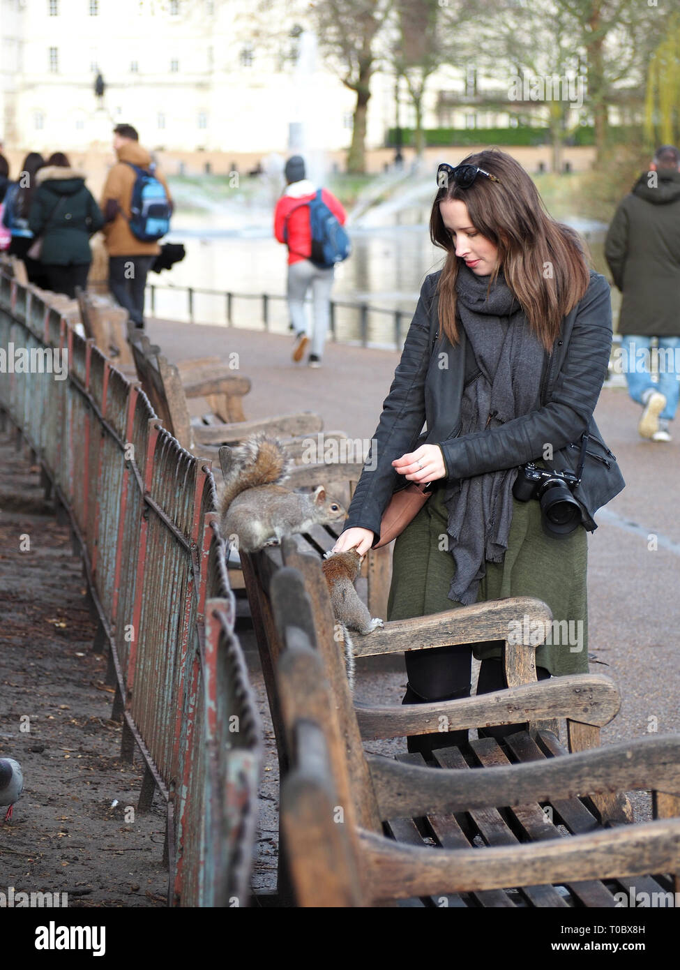 Woman feeding grey squirrels in St. James Park, London, England Stock