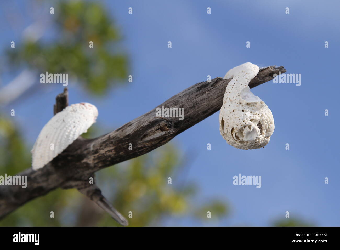 Shells hanging outside on a tree as decoration Stock Photo