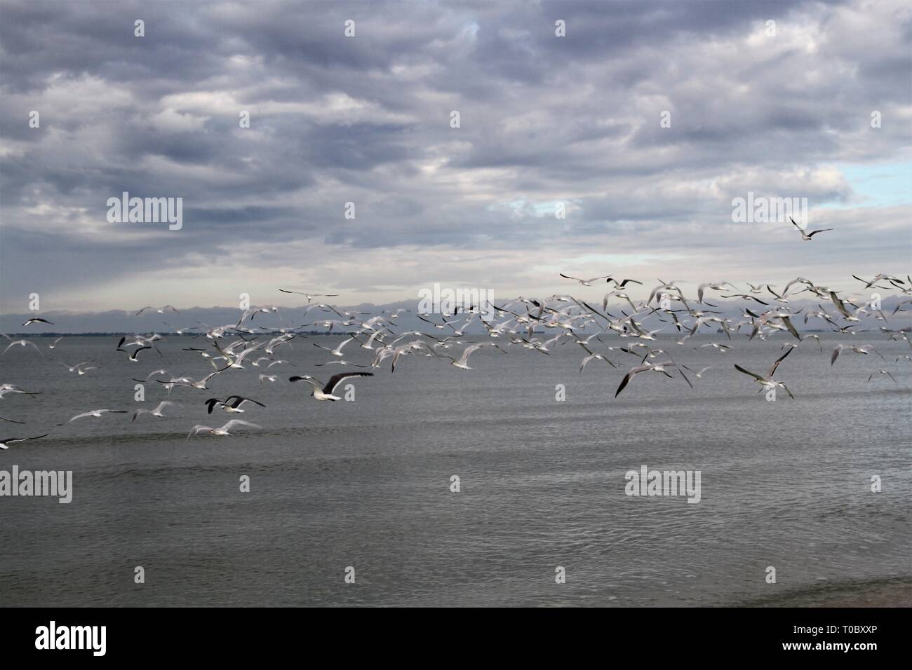 Seagulls flying before a storm Stock Photo