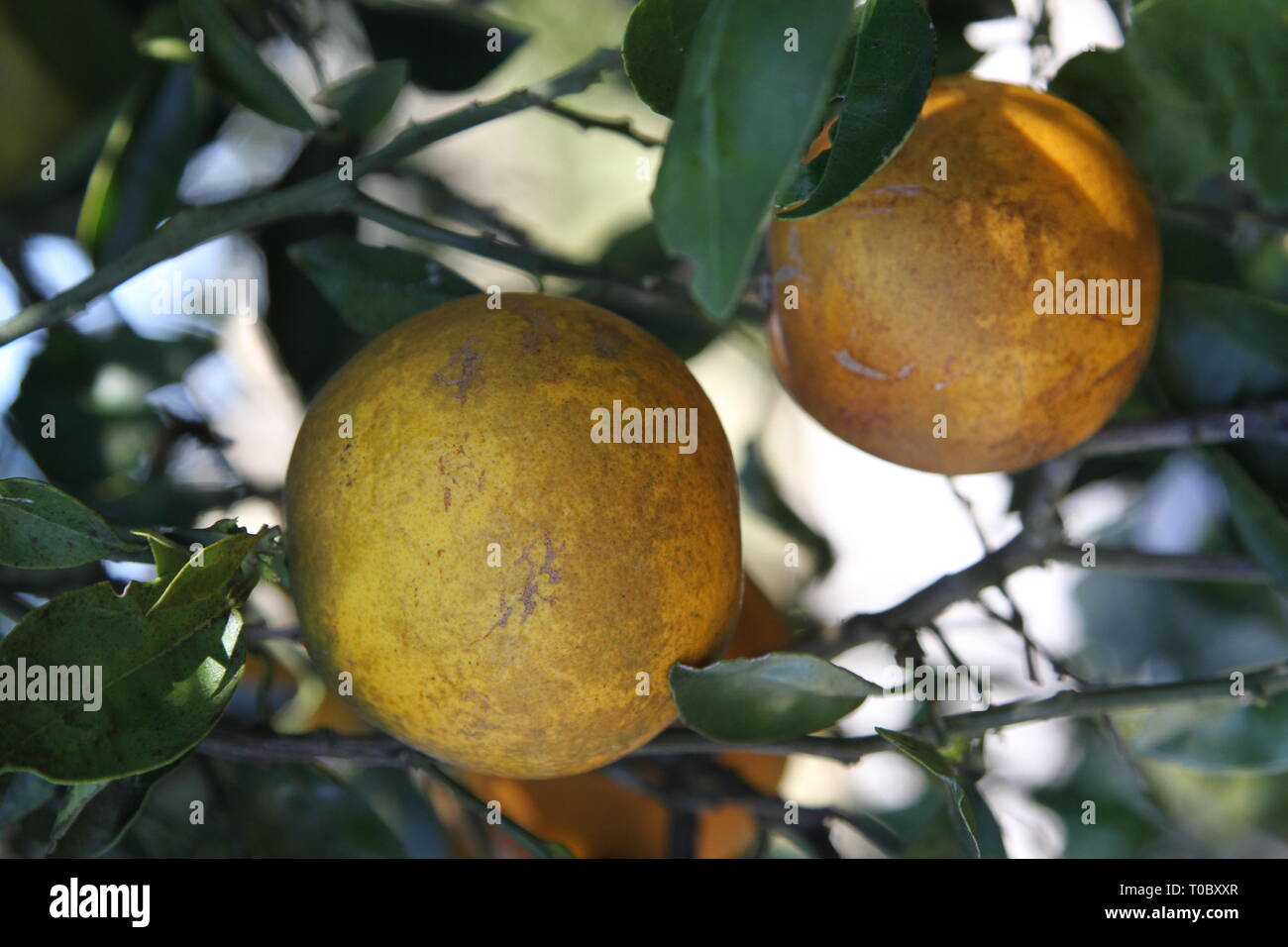 Orange orchard florida hires stock photography and images Alamy
