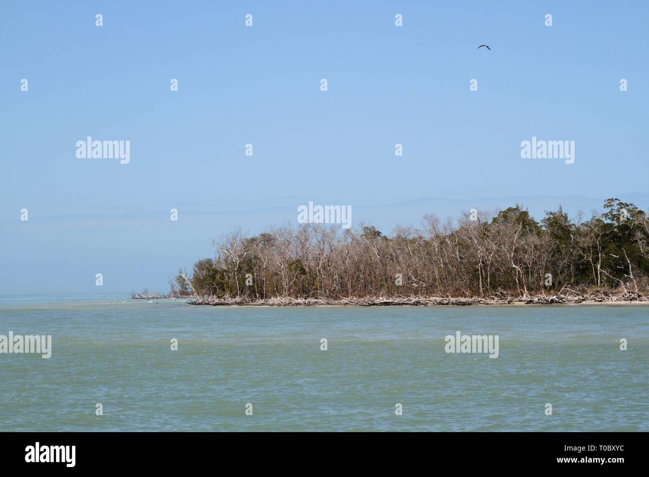 Mangrove island along coast of Florida Stock Photo