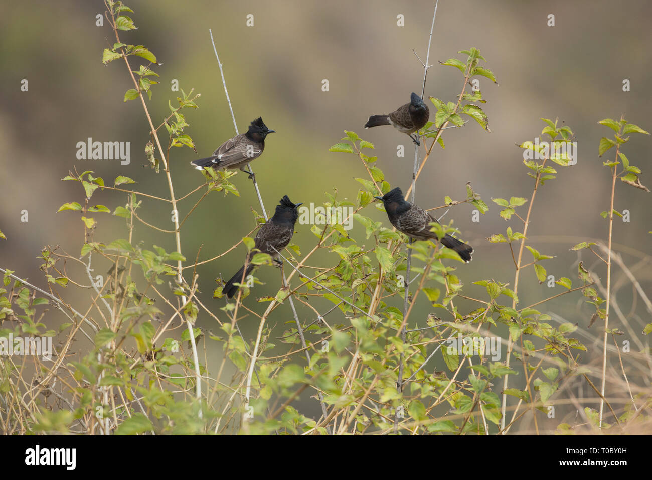 Red-vented Bulbuls (Pycnonotus cafer). Open scrub and gardens, seen in pairs or small parties. Widespread resident. Northern India. Stock Photo