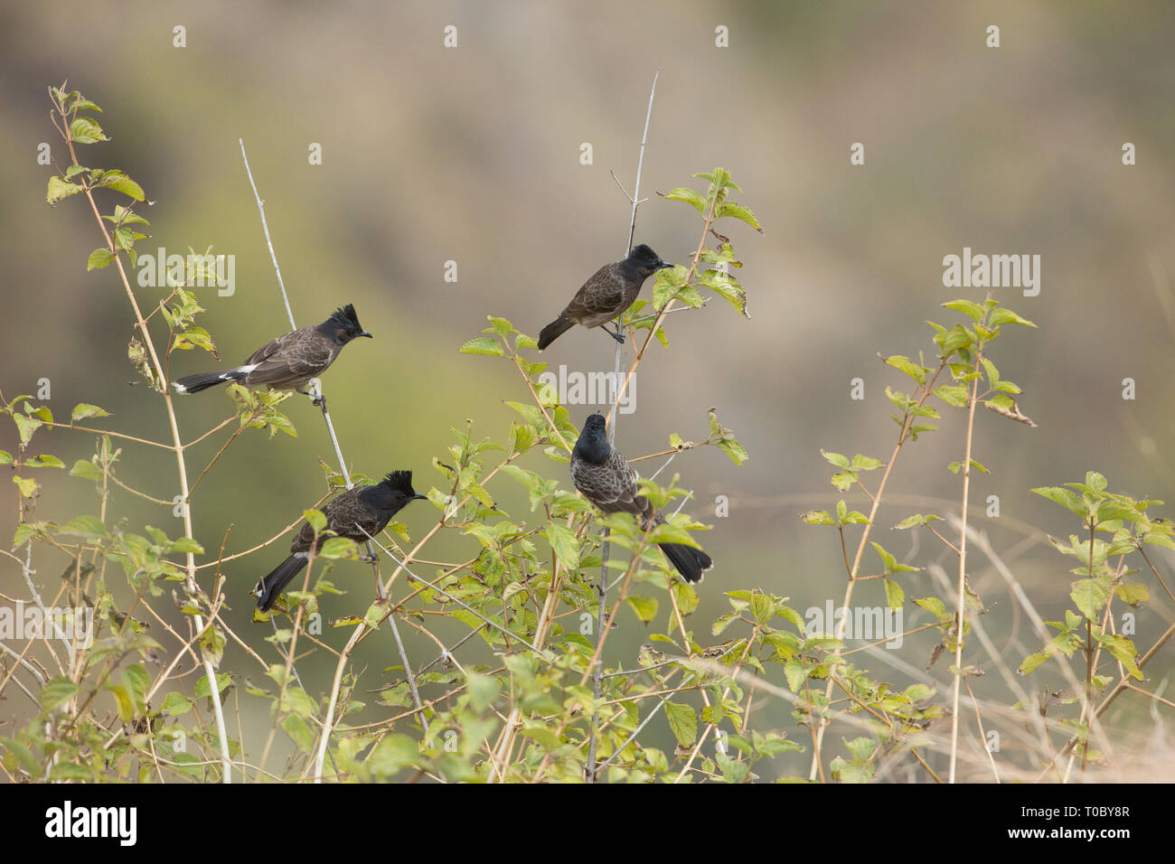 Red-vented Bulbuls (Pycnonotus cafer). Open scrub and gardens, seen in pairs or small parties. Widespread resident. Northern India. Stock Photo