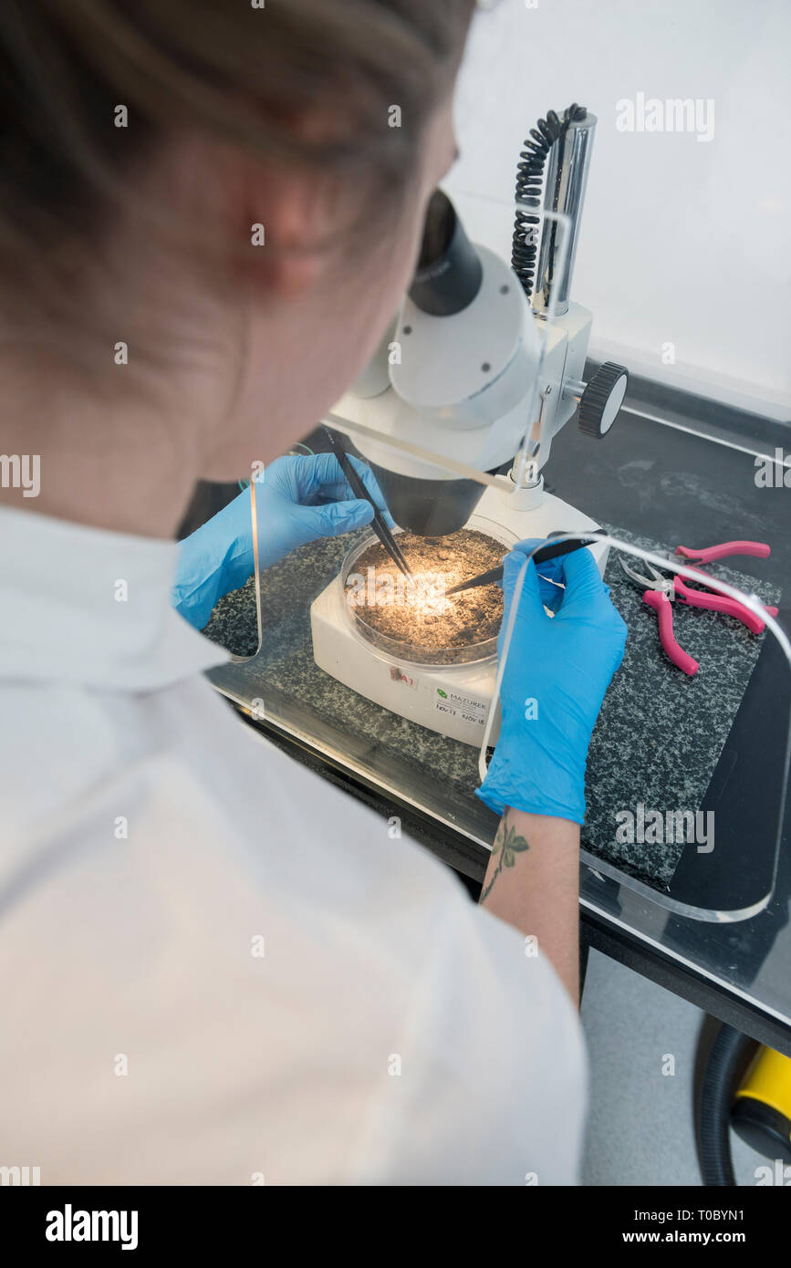 Examining Microscope A female professional laboratory worker uses a microscope to examine a ...