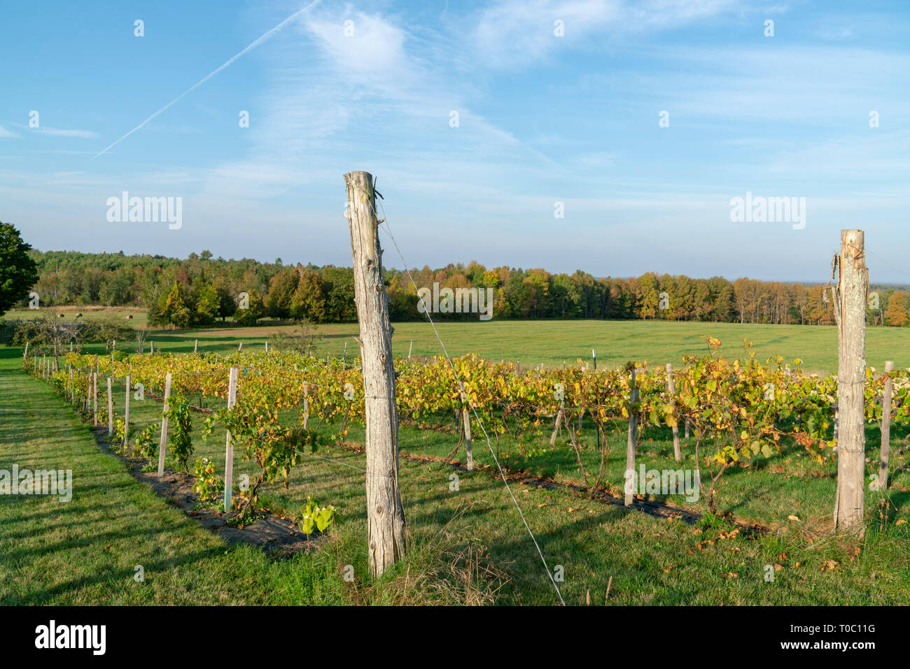 Winery with its own vineyards in the Maine countryside. There are red and green grapes ready to be harvested. Stock Photo